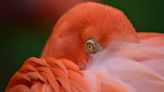 This Is Why Flamingos Are Pink, And I Never Would Have Guessed It