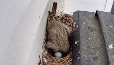 How the Family of Birds in My Yard Became Internet Stars