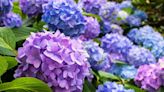 Hydrangea planting mistake could be 'detrimental' to big beautiful blooms
