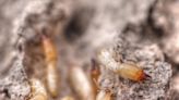 Termites on Tour: How Climate Change Is Bringing Pests to Your Doorstep