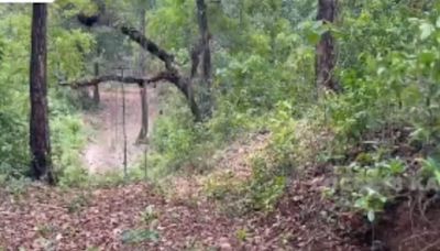 In Dakshin Kannada, Solar Fence Installed To Stop Wild Elephants From Entering Agricultural Lands - News18