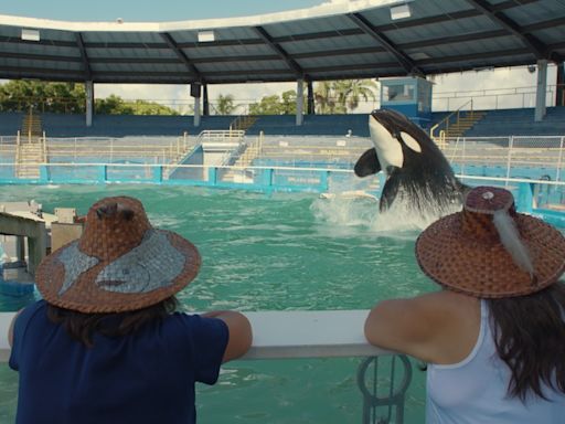 ‘My Octopus Teacher’ Producer Off The Fence Acquires Documentary ‘Resident Orca’