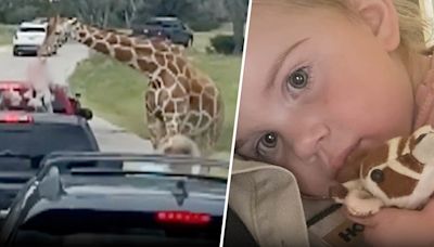 Video captures shocking moment when giraffe lifts toddler into the air at drive-thru safari park in Texas