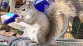 CULINARY THRILL SEEKING — Squirrel away those snacks - Port Arthur News