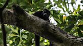 Mexico's Howler Monkeys Are Dying, 'Falling Out of the Trees,' Amid Scorching Heat Wave