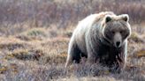 Hunter Shoots and Kills Charging Grizzly Bear in Yet Another Self Defense Encounter in Idaho