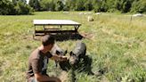 ‘We want to control what we eat.’ Family puts down roots at Copley farm