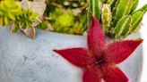 Le cactus incontournable de l'été, pourquoi tout le monde en veut un maintenant ?