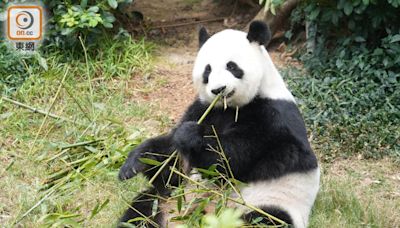 海洋公園擠滿人睇盈盈樂樂 旅客期待新熊貓到埗