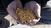 Mexico waiting on US proof that GM corn safe for its people, deputy ag minister says