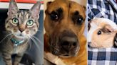 Pets with Potential: Meet Mau Mau, Athena, and Trinket & River