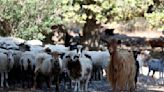 Greece announces nationwide restrictions to combat ‘goat plague’ outbreak