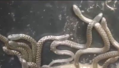 Video Of Dozens Of Snakes Crawling Out Of Bathroom In Assam Is As Scary As It Gets - News18