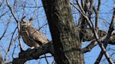 Owl who escaped NYC zoo after someone cut enclosure becomes local celebrity