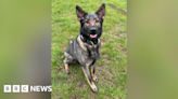 Leicestershire Police dog dies during chase for attempted murder suspect