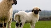 Owners of 3 Pet Lambs Share All the Funny 'Crimes' They've Committed