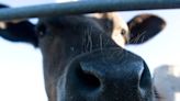 Restrictions imposed as cow is identified with BSE on Scottish farm