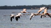 A Flamingo flock inspires hope. Have the rare birds returned to the Everglades for good?