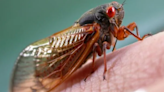 Cicadapocalypse: Conservation Dept. holds webcast about the bugs