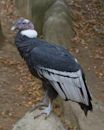 Andean condor