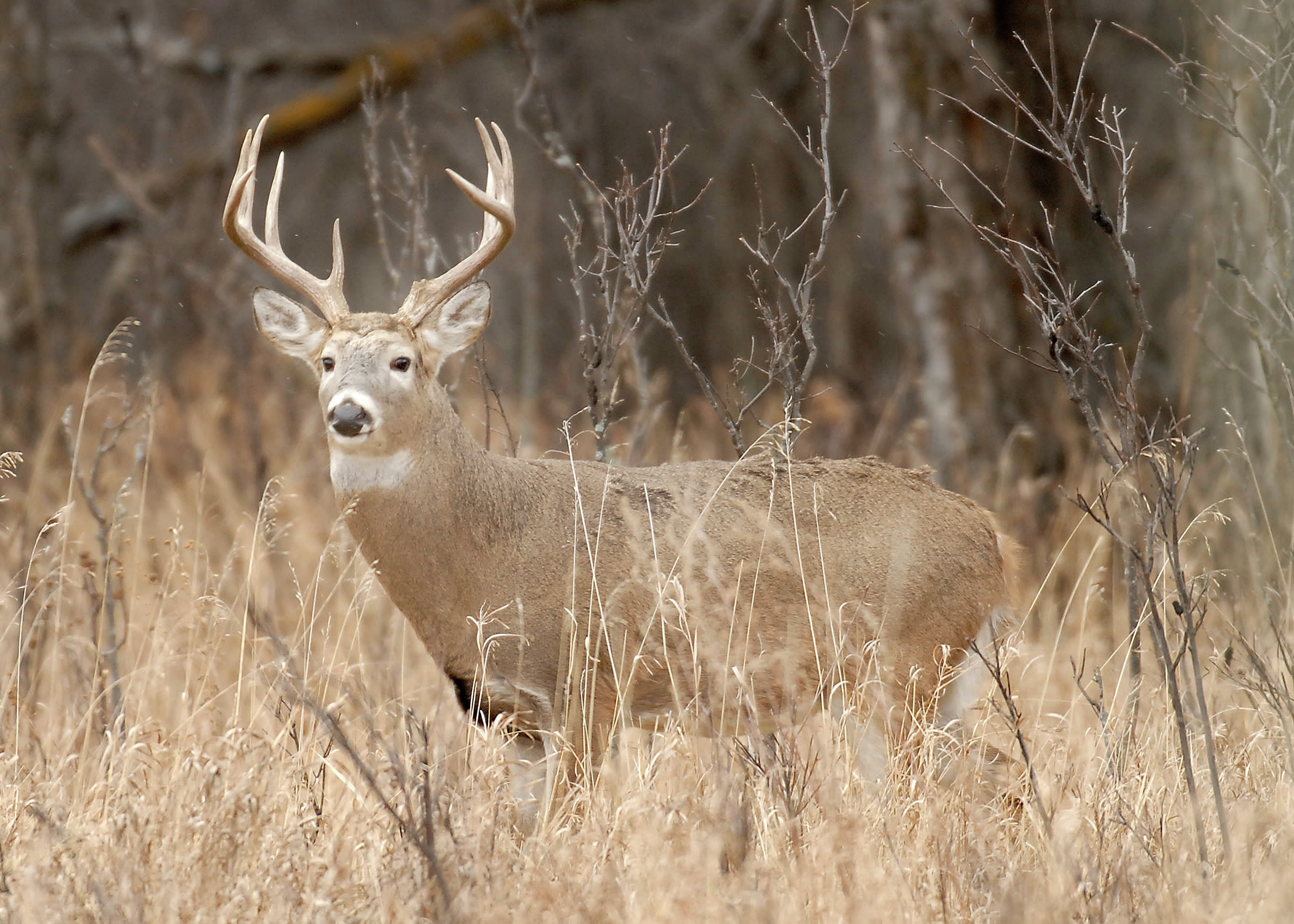 Game and Fish wildlife chief offers 2024 North Dakota deer lottery preview