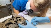 SEE PHOTOS: Zoo Miami looks into why this endangered clouded leopard pukes so often