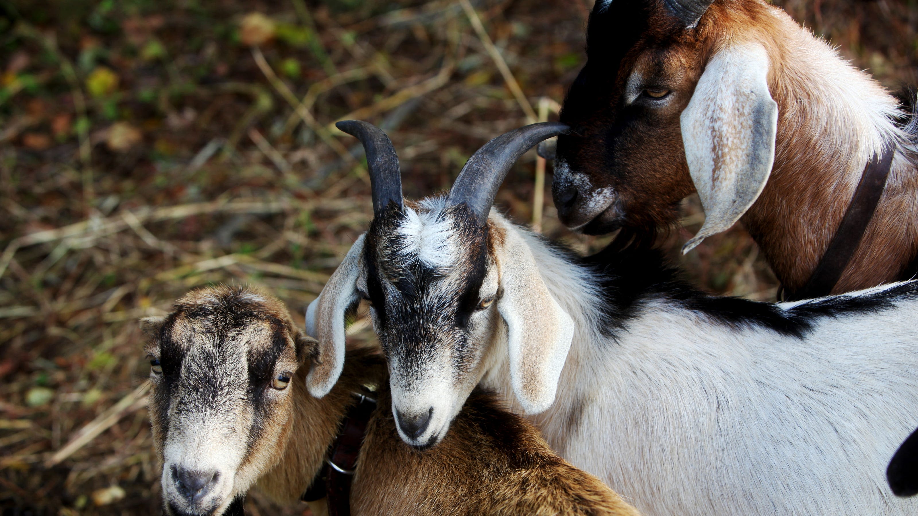 Baby goat stolen from Ozark Empire Fair's petting zoo — then quickly returned