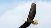 Bald eagle found alive and plastered to car grille after collision, Maryland cops say