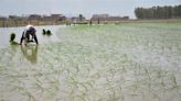 Direct seeding of rice target distant dream, 18% achieved so far