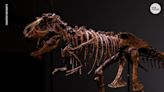Skeleton of 'fierce' 76-million-year-old dinosaur sells for over $6 million