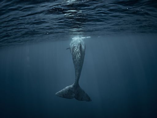 《行如海潮》：觀察這些鯨魚，很難不把人類的情感投射到牠們身上，感受與所愛之人團聚的喜悅 - TNL The News Lens 關鍵評論網
