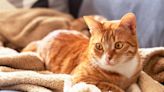 Orange Cat's Adorable 'Get Ready With Me' Video Has Viewers Obsessed