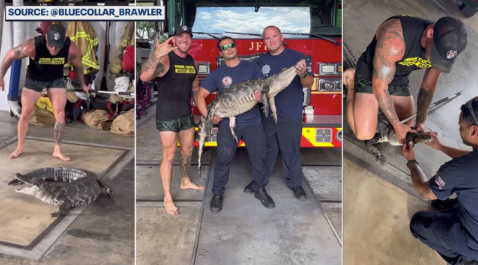 Barefoot Florida man wrangles nuisance gator at Jacksonville fire station: WATCH