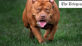 XL Bully dogs need to be put down for good