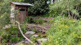 Rewilding garden evoking beaver wetland wins top prize at Chelsea Flower Show