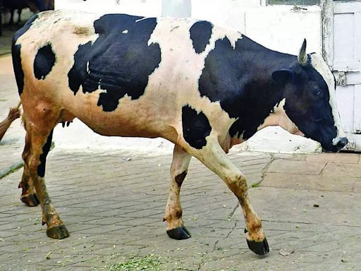 44 conservation centres to be set up for cows | Lucknow News - Times of India