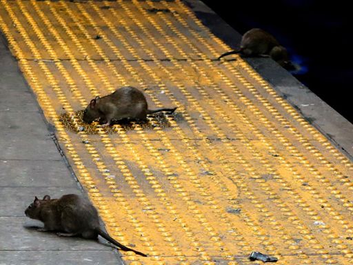 New York City Rats Could Soon Have Better Access to Birth Control Than Women in Some Parts of the Country