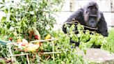 德國柏林動物園「全球最老」大猩猩歡慶67歲生日 爽嗑豐盛食物籃