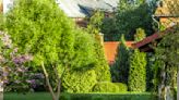 12 Best Privacy Trees for Peace and Solitude—No Fencing Required