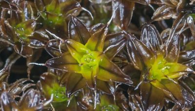 La planta que podría crecer en Marte: el sorprendente descubrimiento de una investigación científica