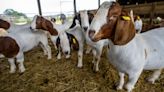 CROP & WEATHER REPORT: Demand for meat goats continues to grow