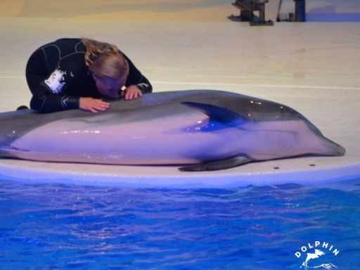 瑞典動物園明星海豚「誤食人工海藻」慘被噎死！網憤怒撻伐