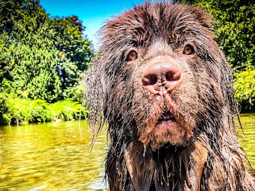 Watch enormous water-loving Newfoundland dog hijack a paddleboard