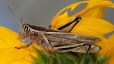 Drought puts Alberta farmers at risk of another scourge of grasshoppers