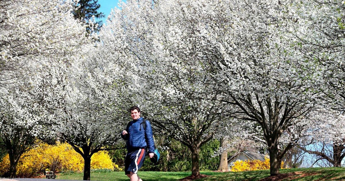 Charlottesville-based state agency purges hundreds of Bradford pear trees from Virginia landscape