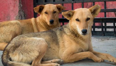 Maharashtra: Mob Kills Stray Dog After It Bites 8 People, Including 3 Kids