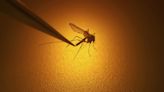 Rare mosquito-borne virus that can affect your brain seen in 2 states