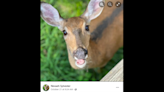 Famously friendly deer named Annie is killed by cops, outraging small Michigan town