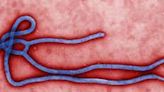 Looking For Ebola Virus Meds? WHO Recommends These Two Antibody Treatments