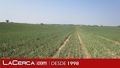 Finaliza el 31 de mayo el periodo de contratación del seguro de pedrisco en cultivo de cebolla